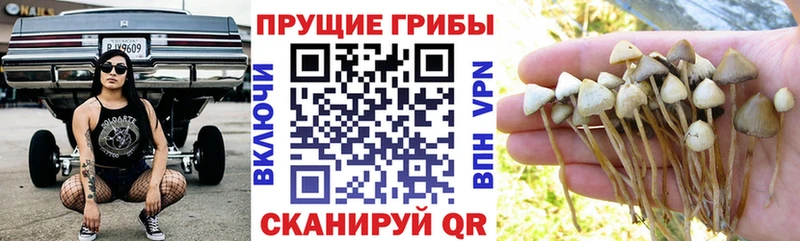 Псилоцибиновые грибы Cubensis Михайловка