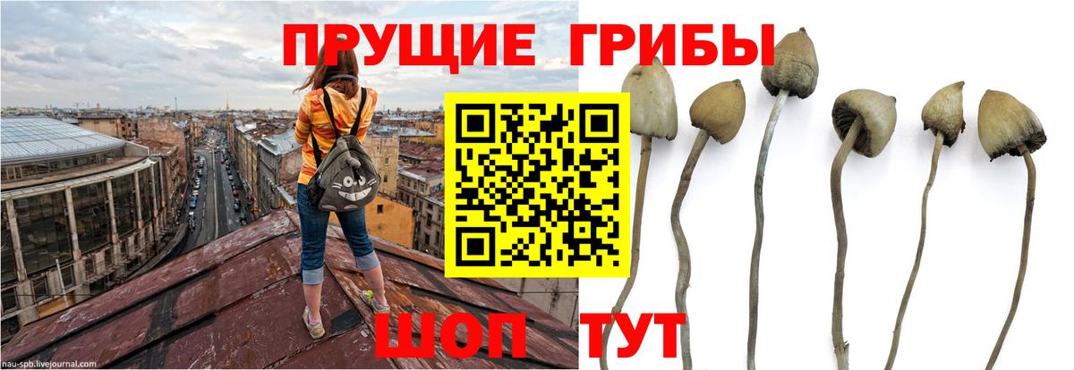 Псилоцибиновые грибы GOLDEN TEACHER  купить   Галлюциногенные грибы Cubensis  Михайловка  Вход с VPN 